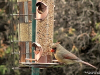 34400CrLeSh - Cardinals at our bird feeder  Peter Rhebergen - Each New Day a Miracle